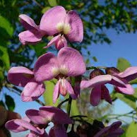 Flore de la Guadeloupe