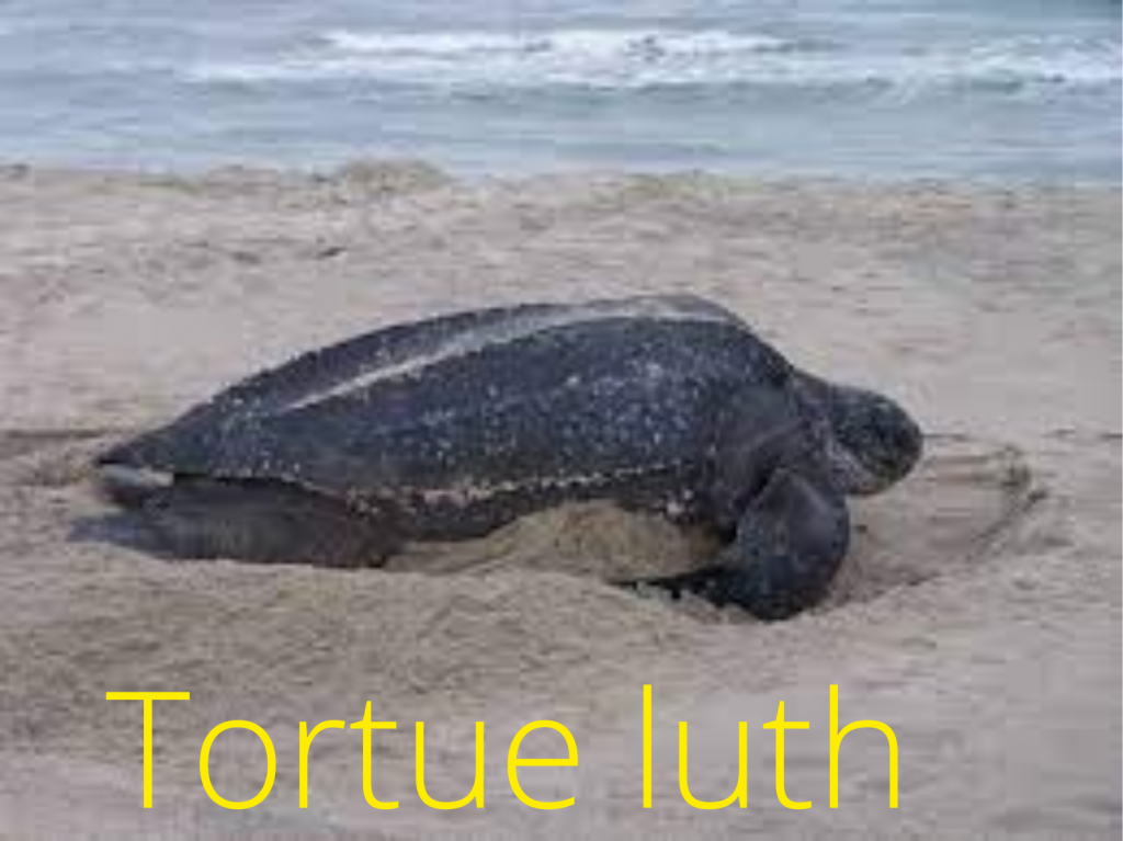 Ou voir des tortues en Guadeloupe