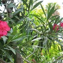 Flore de la Guadeloupe