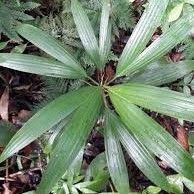 Flore de la Guadeloupe