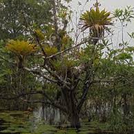 Flore de la Guadeloupe