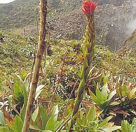 Flore de la Guadeloupe