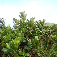 Flore de la Guadeloupe