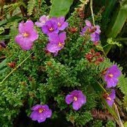 Flore de la Guadeloupe