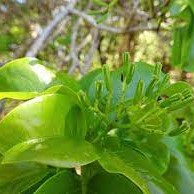 Flore de la Guadeloupe