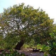 Flore de la Guadeloupe