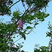 Flore de la Guadeloupe