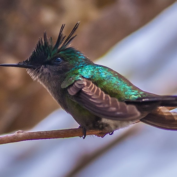 Faune de le Guadeloupe