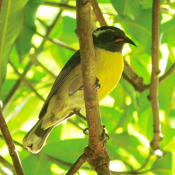 Faune de le Guadeloupe