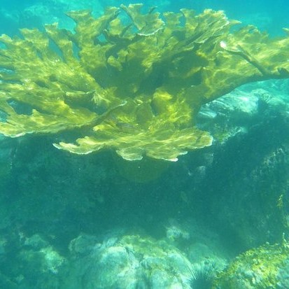 Le fouet de mer est une espèce - Aquarium de la Guadeloupe